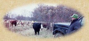 photo of Melvin Midlam with grassfed cows at Michigan grassfed beef farm